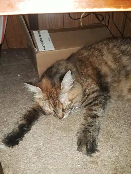 Golden Ring Forty Picture 8