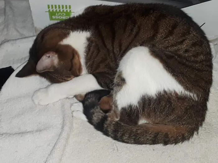 Golden Ring Forty Picture 7