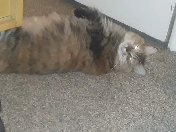 Golden Ring Forty Picture 10