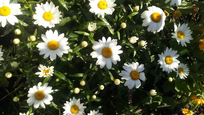 Heritage Acres Mobile Home Park Picture 1