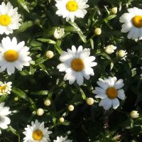 Heritage Acres Mobile Home Park ico