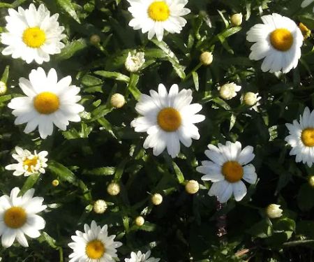 Heritage Acres Mobile Home Park