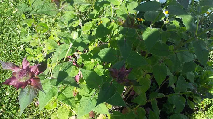 Heritage Acres Mobile Home Park Picture 3