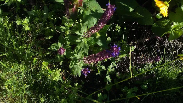 Heritage Acres Mobile Home Park Picture 4