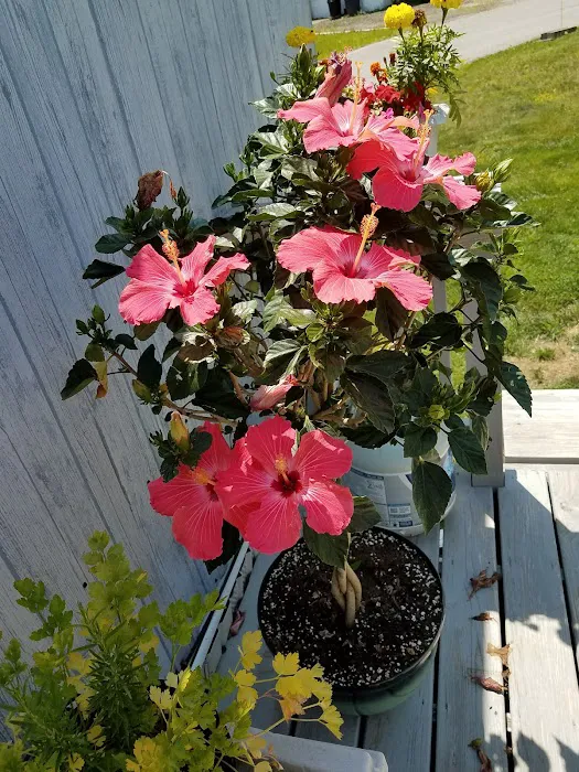 Mountainview Mobile Home Park Picture 8