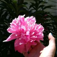 Caincrest Mobile Home Park ico