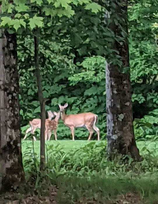 Rock Ledge Campground and RV Park Picture 5