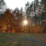 Conifer Mobile Village