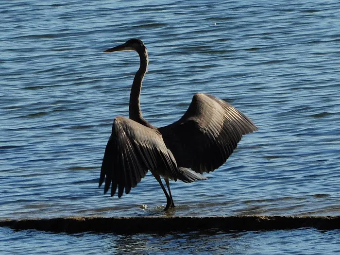 Hoopers Harbor Picture 9