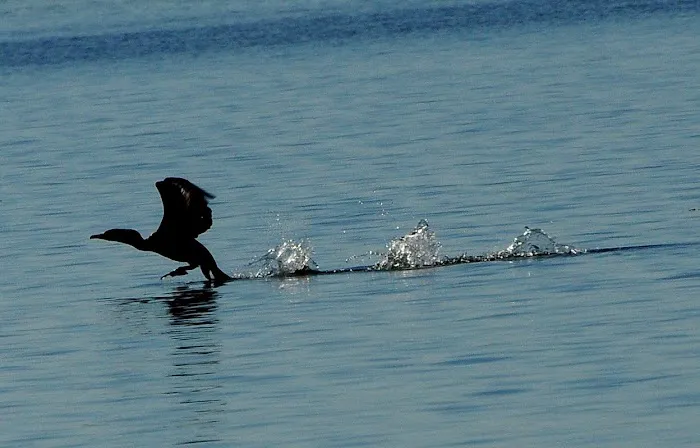 Hoopers Harbor Picture 10