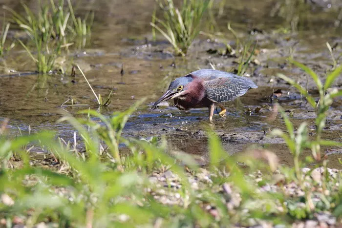 Docteur's Cottages and Seasonal Park Picture 10