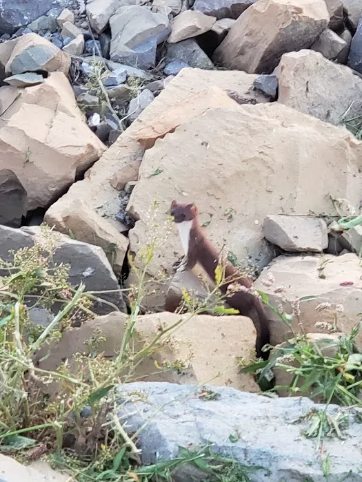 Sargent's on Swan Bay Picture 3