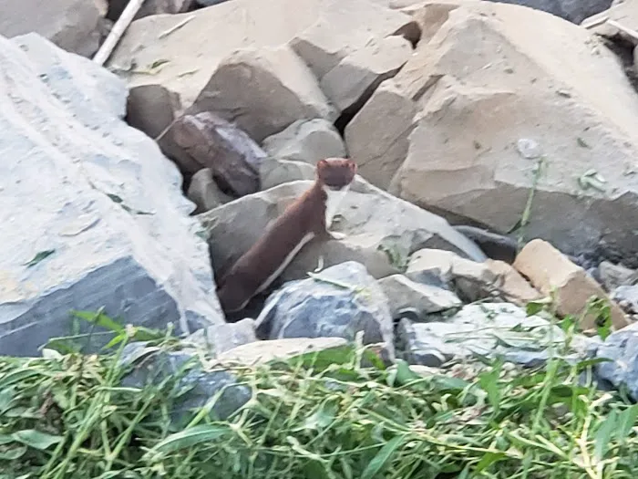 Sargent's on Swan Bay Picture 8