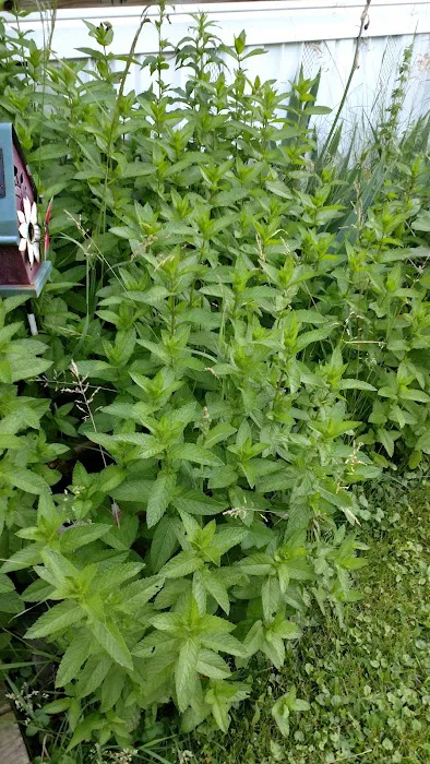 Farmington Manufactured Home Community Picture 4