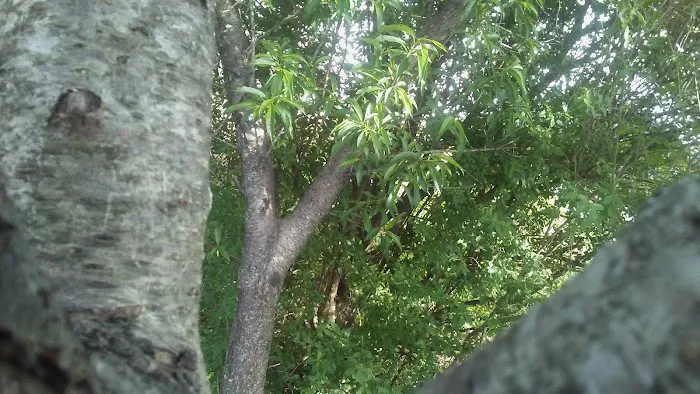 Country Meadows Picture 7