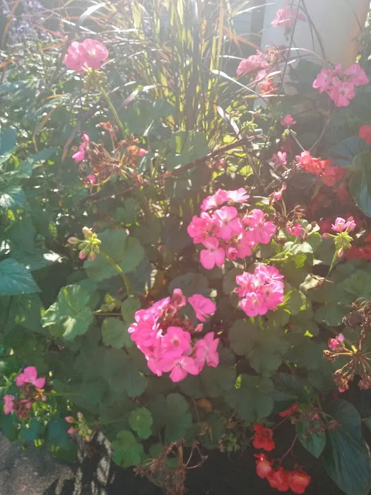 Old Trailer Park Picture 1