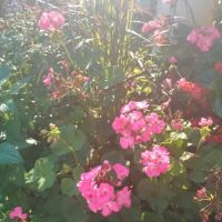 Old Trailer Park ico