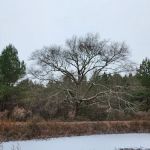 Crimson Hollow Residential Park