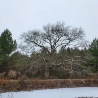 Crimson Hollow Residential Park ico