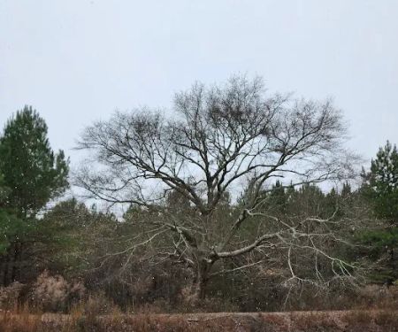 Crimson Hollow Residential Park