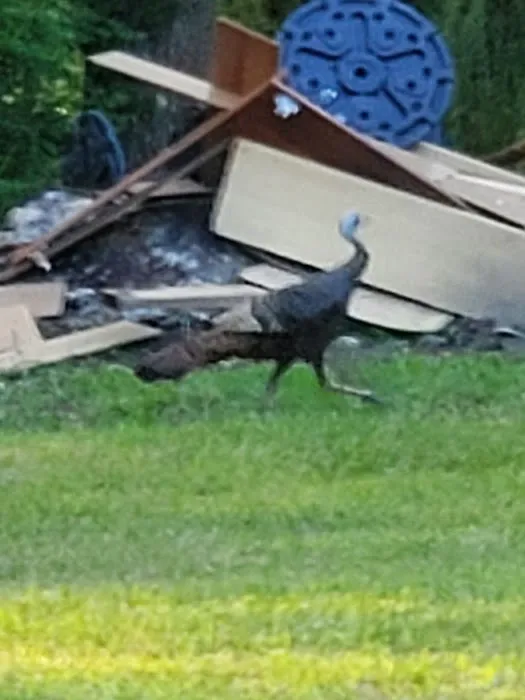 Crimson Hollow Residential Park Picture 9