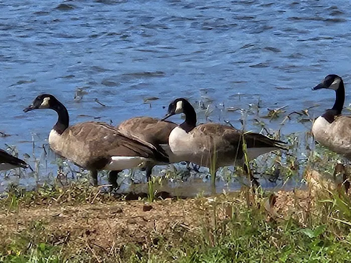 Logan Martin Lake RV Resort Picture 3