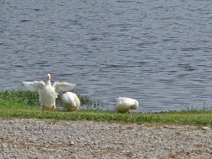 Safe Harbor RV Park Picture 7