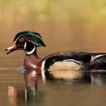 Lakeside Landing RV Park & Marina