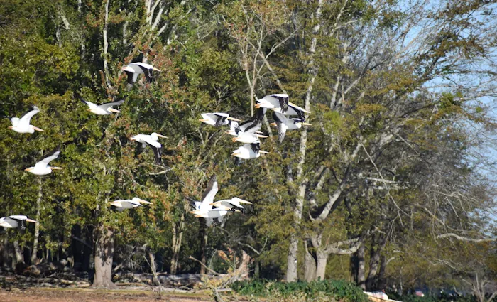 Lakeside Landing RV Park & Marina Picture 10