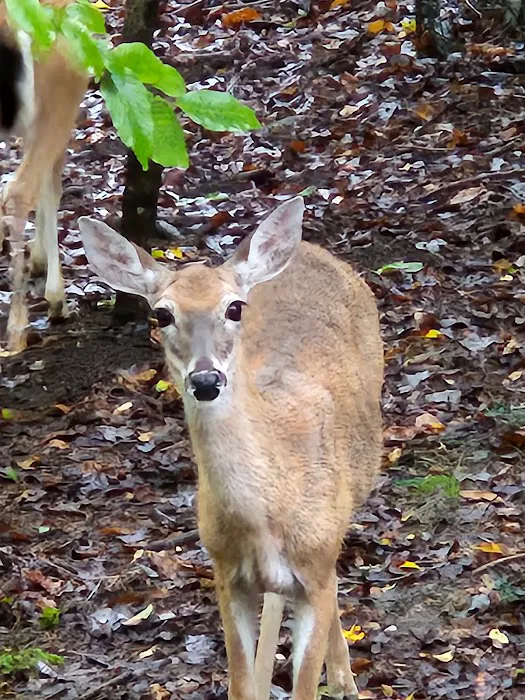 Kelly Creek RV Park Picture 5