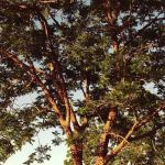 Lifestyle Mobile Home Estates (Carter's Mobile Home Park)