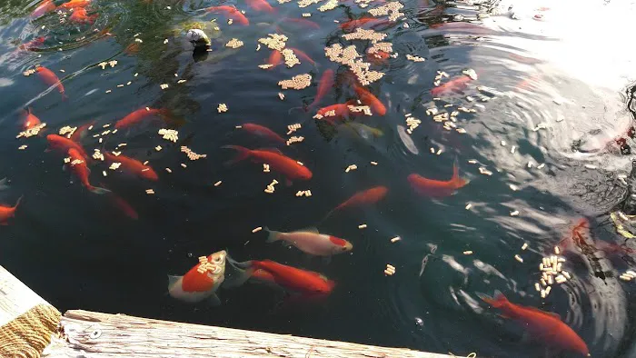 HitchinPost RV Park and Campground Picture 9