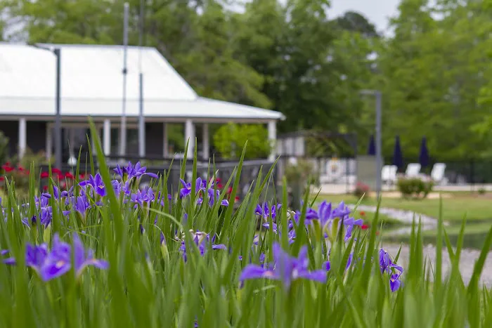 Outback Springs RV Resort Picture 10