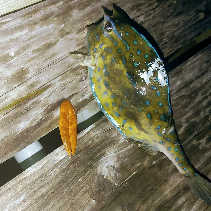 Gulf Oaks RV Park & Smuggler's Cove Marina Picture 9