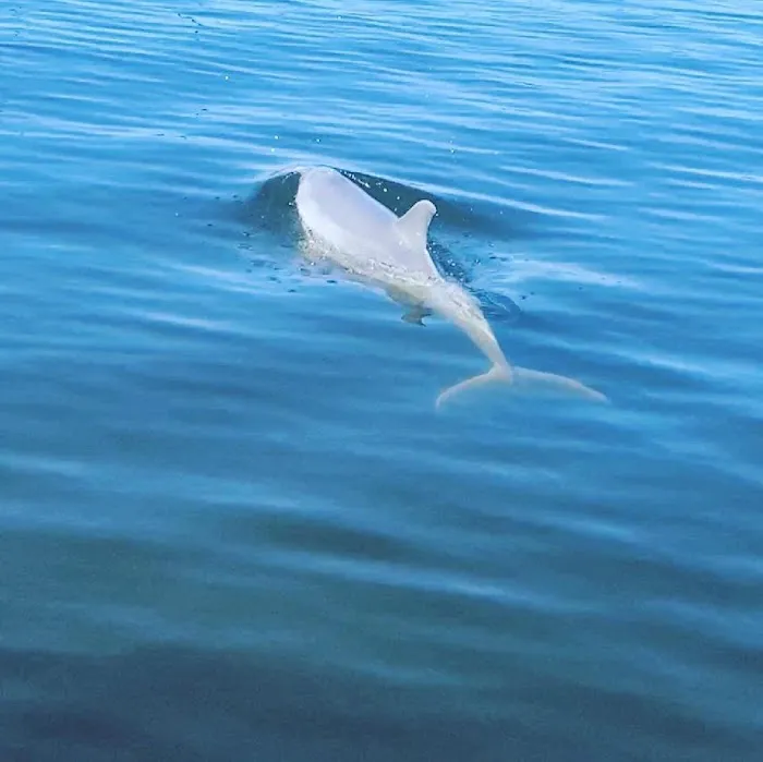 Gulf Oaks RV Park & Smuggler's Cove Marina Picture 8