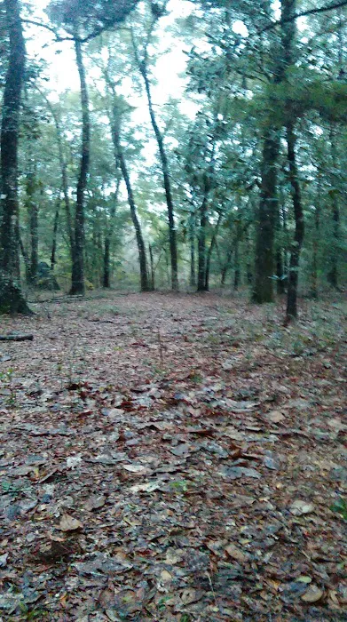 Peach Creek RV Park Picture 4