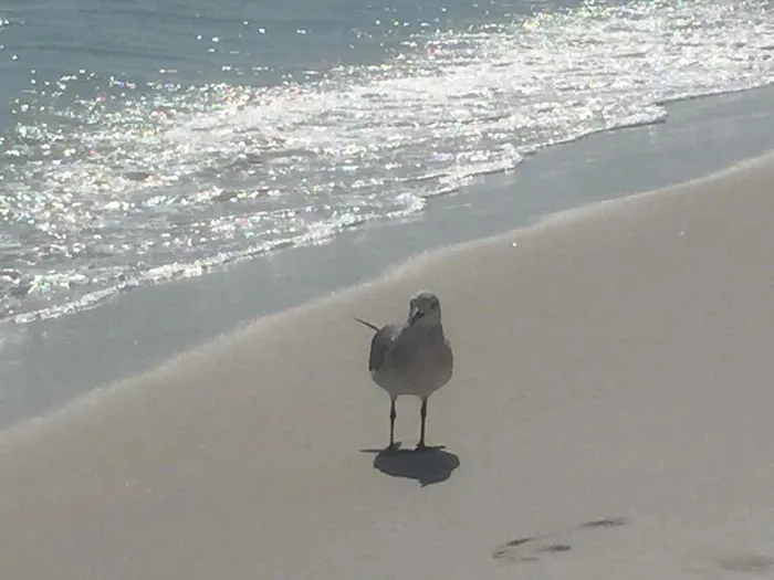 Destin Village RV Resort…. A Great Place To Bring Your Family! Picture 5