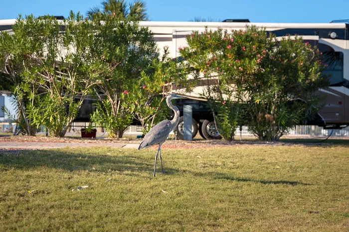 Destin West RV Resort Picture 8