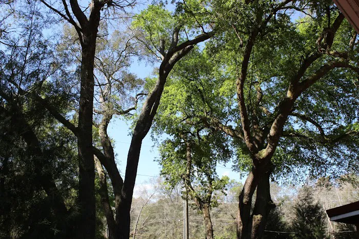 Wandering Oaks RV Park Picture 2
