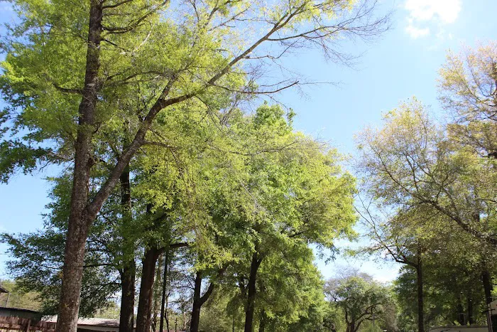 Wandering Oaks RV Park Picture 5