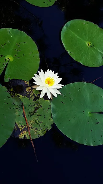 Sugar Mill RV Park Picture 3