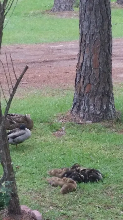 Sugar Mill RV Park Picture 8