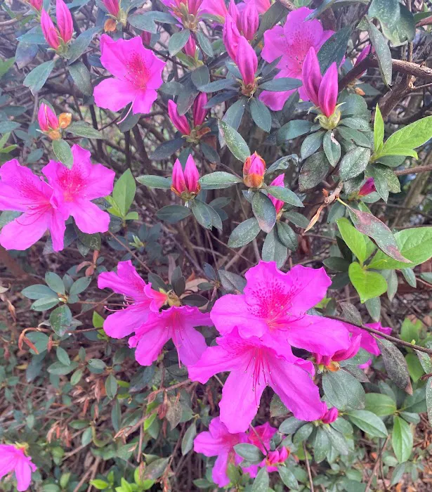 Tanglewood Gardens RV Park Picture 8