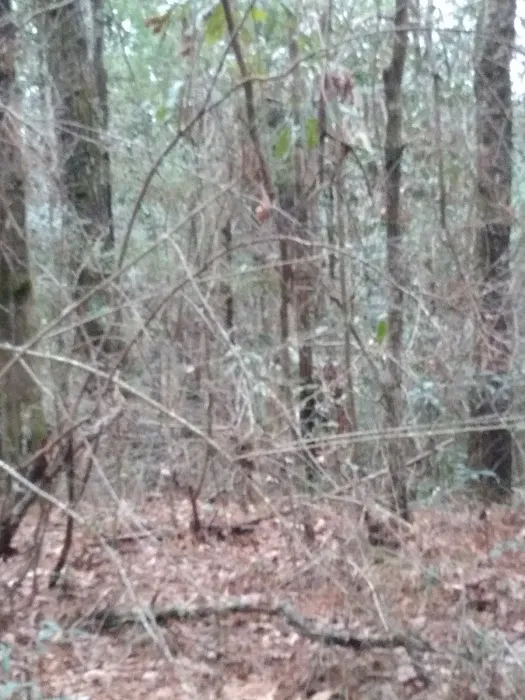 Gandy’s RV Park Picture 6
