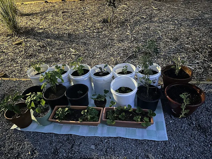 Long Dog RV Park Picture 4