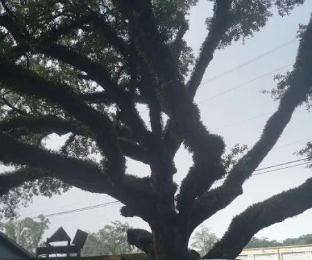 Dubuisson Trailer Park