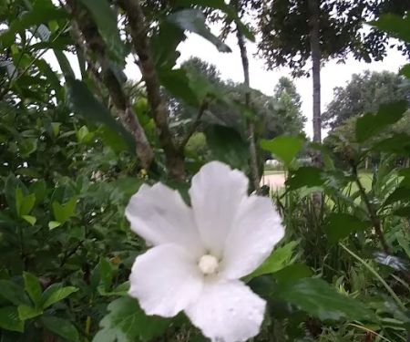 Carousell Village RV Park