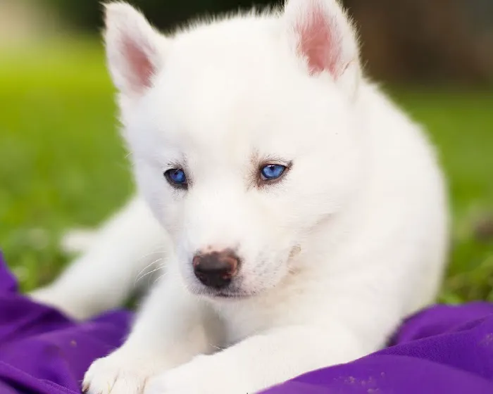 LIVE OAKS MOBILE FAMILY COMMUNITY PARK Picture 2