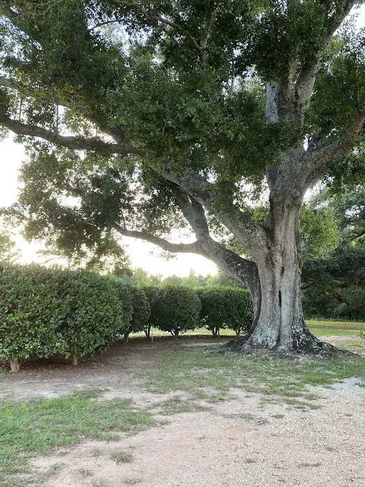 Camellia RV Park Picture 5