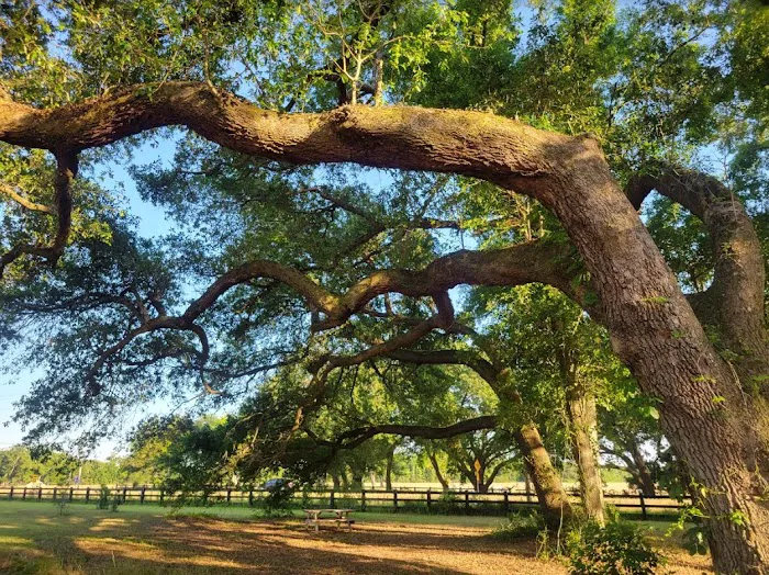 Southern Belle RV Park Picture 5